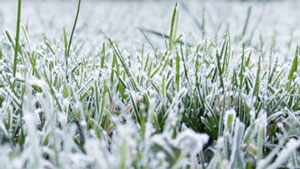 211-green-snow-white-grass